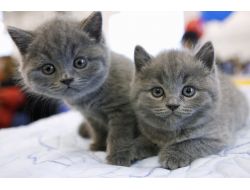 Rusya’da Kedi Kiralama Servisi Hizmete Girdi