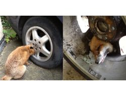 Tilki Lastik Jantında Mahsur Kaldı