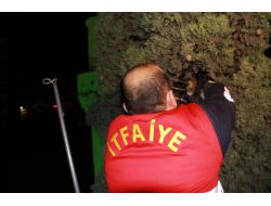 Çıktığı Ağaçtan İnemeyen Yavru Kediyi İtfaiye Kurtardı