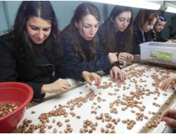 Mühendis Adayları Yerfıstığı Fabrikasını Gezdi