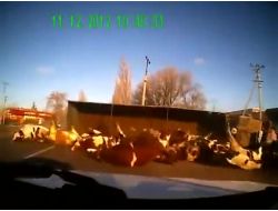 Devrilen Kamyondaki İnekler Böyle Savruldu