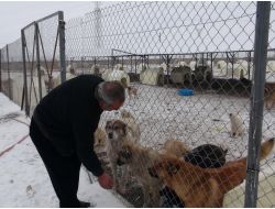 Ardahan'da Sahipsiz Köpekler Donmaktan Kurtuldu