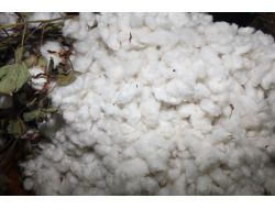 Elyafa Yöneliş Pamuk Üretiminin Azlığından Değil Taleple İlgili