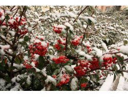 Sakaryalılar Güne Kar Yağışı İle Uyandı