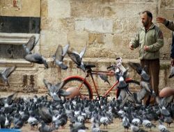 Güvercinlere Yem Atmak Huzur Veriyor