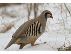 Keklik Popülasyonu Düşünce, Avcılar Keklik Avlamak Yerine Beslemeye Başladı