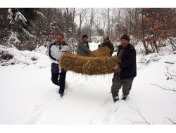 Karda Yiyecek Sıkıntısı Çeken Yaban Hayvanlarına Yem Bırakıldı
