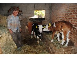 Sığır Ve Buzağı Desteklemelerinde Son Başvuru 31 Aralık