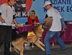 Gaziantep'in En Güzel Köpeği Seçildi