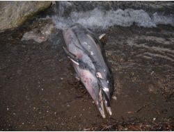 Marmaris’te Kıyıya Vuran Yunus Kokmaya Başladı