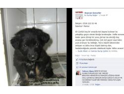 Evcil Hayvanları Sosyal Medya Üzerinden Sahipleniyorlar