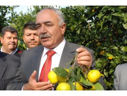 Dörtyollu Üretici, Festivalden Umutlu