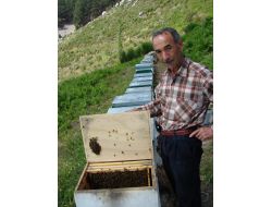 Arıların Ormanla Buluşması Bal Üretimini İki Katına Çıkardı