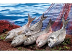 2011’de 120 Bin Ton Balık Tükettik