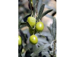 Zeytin, Muğlalı Yüzlerce Vatandaşın Geçim Kapısı