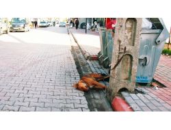 Sokak Köpekleri Öldürülüyor İddiası