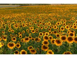 Yağlı Bitkiler Verime Göre Desteklenecek