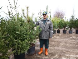 "Yılbaşında Ağaç Kesme, Fidan Dik"