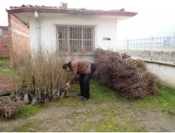 Boyabat'ta 22 Bin Meyve Fidanı Dağıtıldı