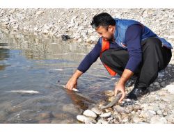 Ceyhan Nehri’ndeki Balık Ölümleriyle İlgili İnceleme Başlatıldı