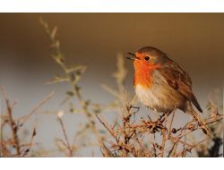 Fotoğraf Karelerinde Hayat Bulan 'Kuşlar'