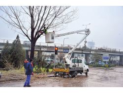 Ankara'da Cadde Ve Parklardaki Ağaçlar Budanıyor