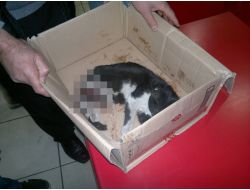 Yaralı Kediyi Kurtarmak İçin Seferber Oldu