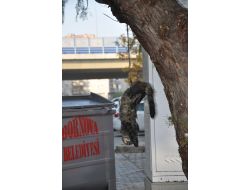 İzmir'de Kediyi Ağaca Astılar