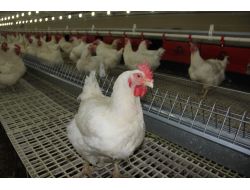 Suriye’deki Olaylar Tavukçuluk Sektörünü Canlandırdı