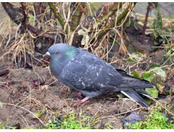 Selimiye'nin Güvercinlerini Zehirlediler