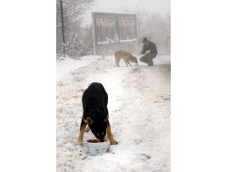 Uludağ’da Kar Nedeniyle Yiyecek Sıkıntısı Çeken Hayvanlara Yem Verildi