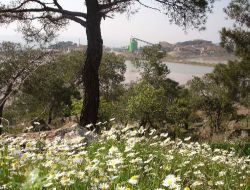 Koza Altın, Halka Arza Hazırlanıyor..