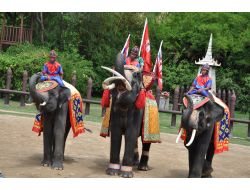 TURİSTİN CEP TELEFONUNU FİL YUTTU