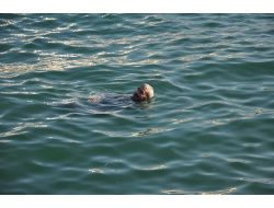 Denize Düşen Yaşlı Adamı Vatandaşlar Kurtardı (Özel)