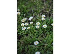 Doğu'da Kar Yolları Kapattı, Side'de Papatyalar Açtı