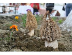 Mantarın Zehirli Olup Olmadığı Rengi Ve Kokusuyla Bilinemez