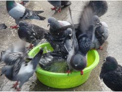 GÜVERCİNLERDEN SOĞUK DUŞ