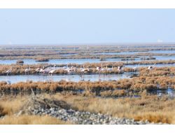 Arıtma Sahasının Çevresi Kuş Cenneti'ne Döndü
