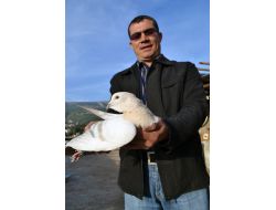 Kahramanmaraş'ta Güvercinler 15 Bin Liraya Kadar Alıcı Buluyor