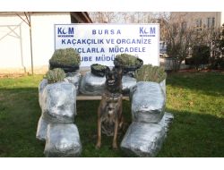 "Çuvalda Esrar Olduğundan Haberim Yoktu"