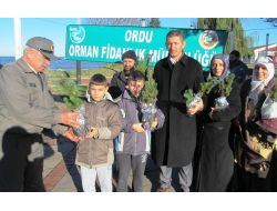 Vatandaşlara Ücretsiz Çam Ağacı Fidanı Dağıtıldı