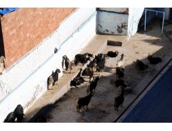 Şehit Sahabelerin Etrafındaki Ahırlar Hala Kaldırılmadı