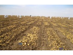 Otomobilde Aranan Babayiğit Patateste Çıktı