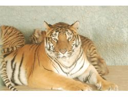 Konya'nın Bengal Kaplanı İkinci Kez Dördüz Doğurdu