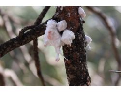 ÇAM BALININ GELECEĞİ ARAŞTIRILIYOR