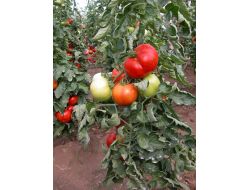 Muğla Tarım Üretimiyle Ülke Ekonomisine 3 Milyon Liralık Katkı Sağlıyor