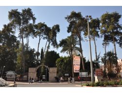 Tarsus'ta Ekonomik Ömrünü Tamamlayan Ağaçlar Kesilecek