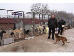 "Aksaray Belediyesi Köpek Rehabilitasyon Merkezi Son Derece Hijyenik Ve Düzenli"