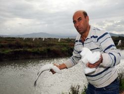 Pamuk Tarlası, Balık Havzası Oldu