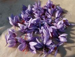 Safranbolu Safran'ı Tescilleniyor, Amaç Safran Üreticisini Korumak Ve Korsancılığı Önlemek